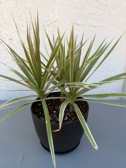 Variegated Dracaena Marginata