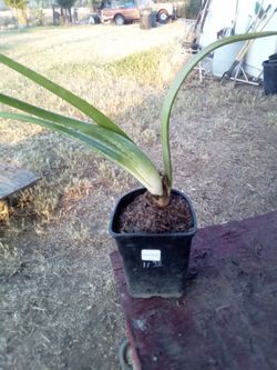 Rare Tall Potted Bulb Plant – Exotic Statement Plant for Garden or Patio! Rara Planta de Bulbo en Maceta – Planta Exótica para Jardín o Patio!