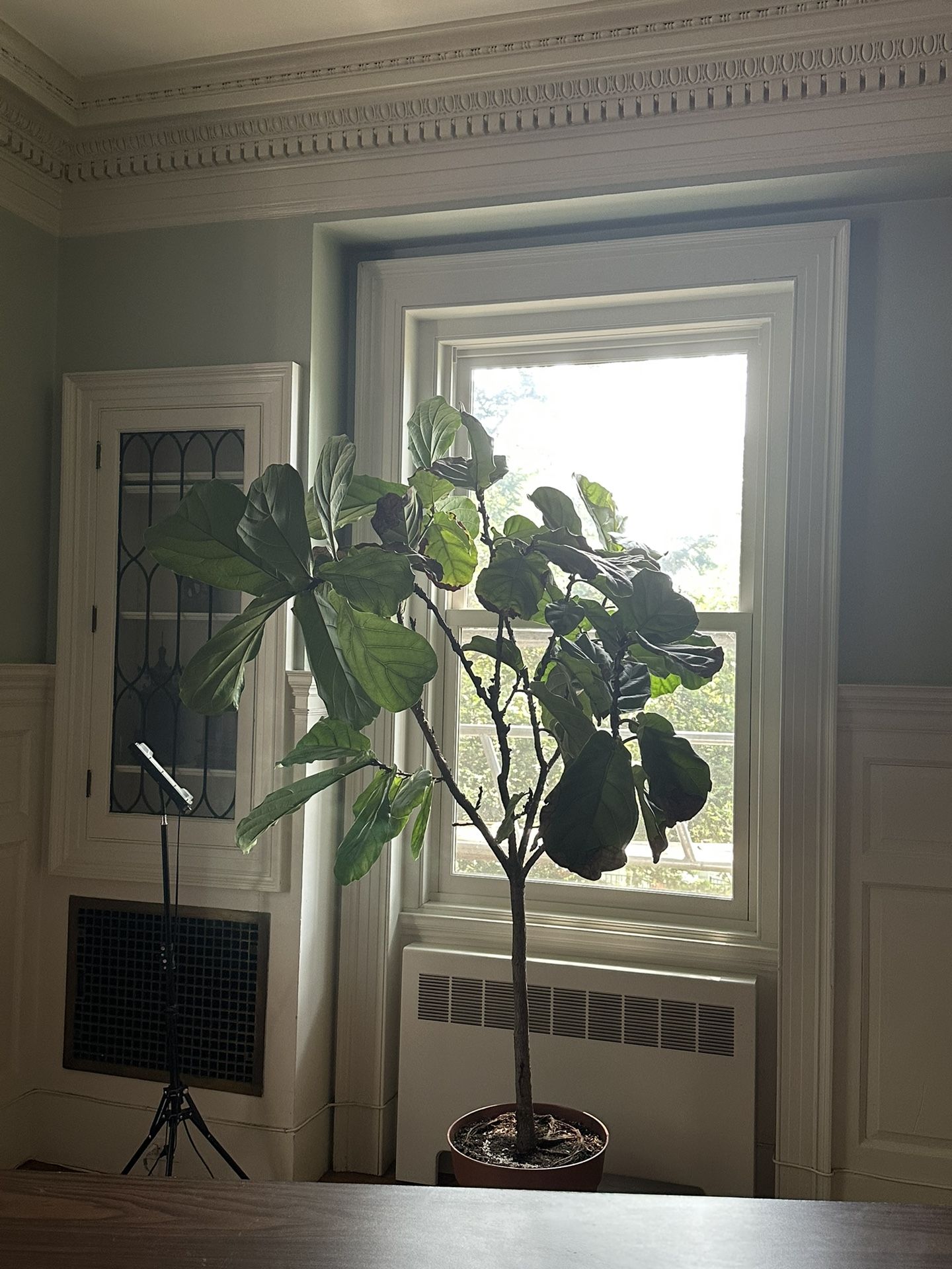 Giant Fiddle Leaf Fig