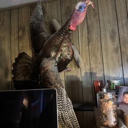 Taxidermy Names For Sale 
