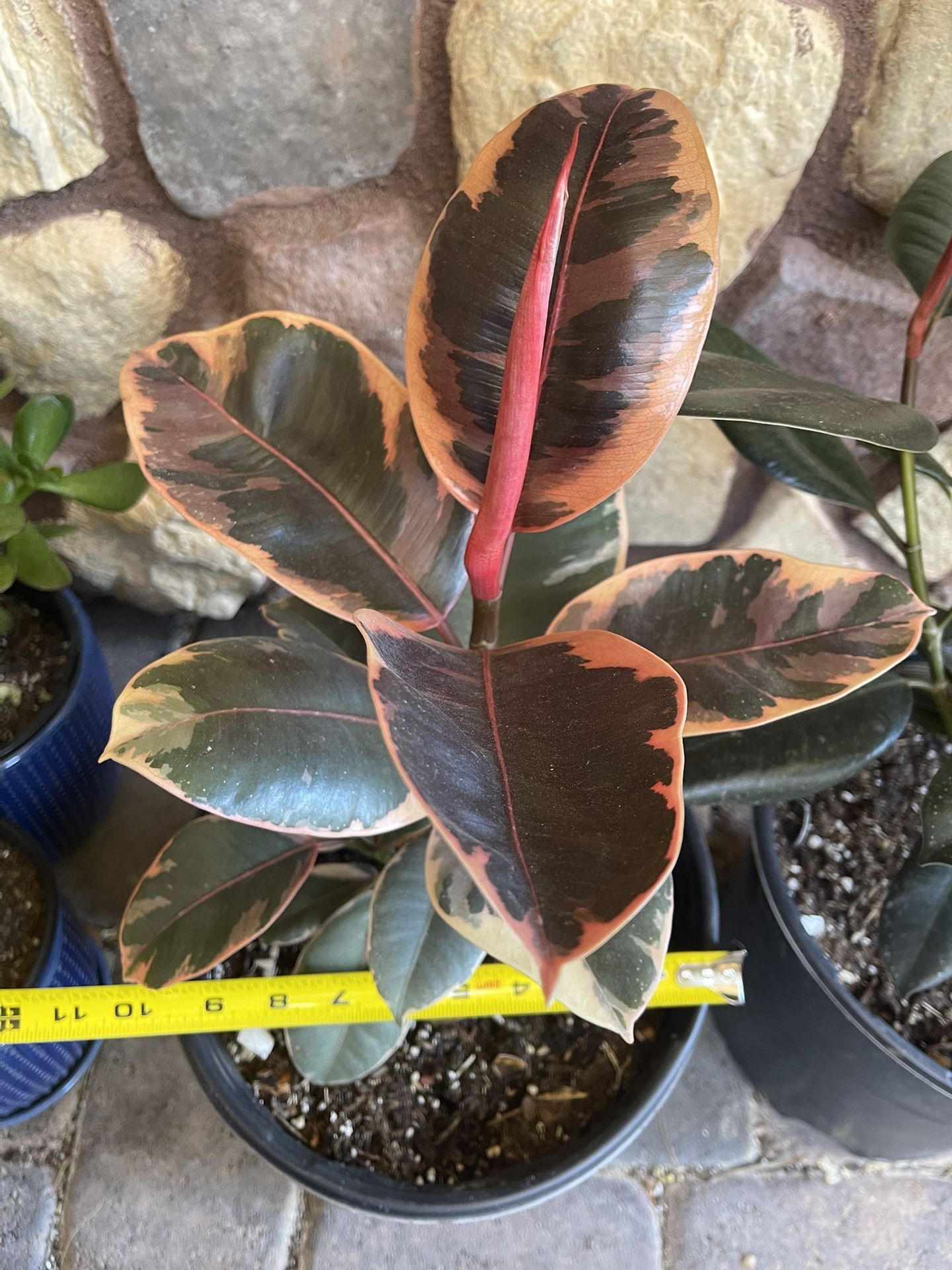 Ficus Ruby Rubber Plant in 9” pot