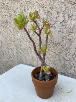 15” Jade Tree/Money Jade/Lucky Jade/Friendship Plant