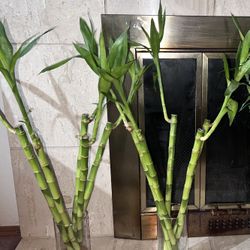 18 Inch Long Lucky Bamboo Tree ($5 Per Stem, Must Buy At Least 4 Stems) 