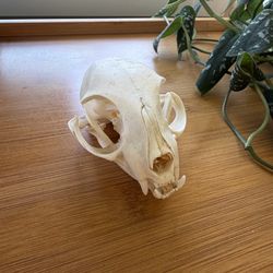 Cat skull taxidermy
