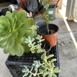 Total Of 3 Plants , Succulent And Thái Chili 🌶️ 