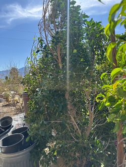 Ficus in its pot