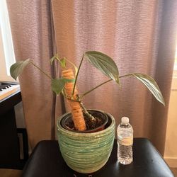Rhaphidaphora Decursiva in 10” Ceramic pot 