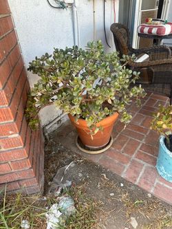Plants jade