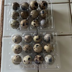 Quail Eggs 