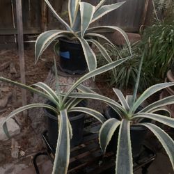 Agave American Variegate