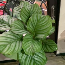 Calathea Orbufolia Plants