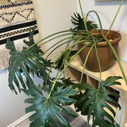 Monstera