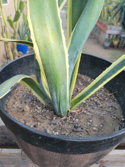 Agave Plant