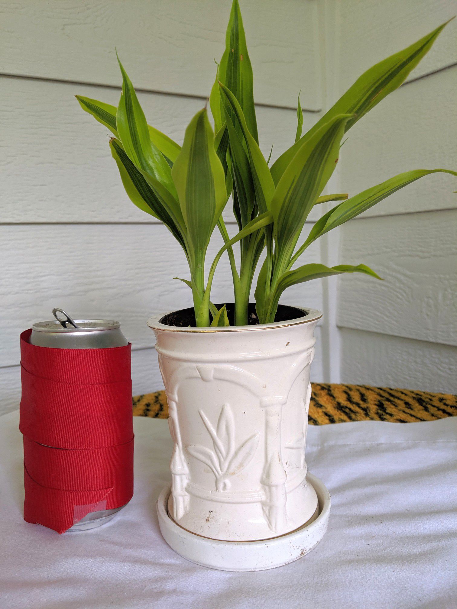Variegated Dracaena Lucky Bamboo Plants in Ceramic Planter with Saucer-Real Indoor House Plant