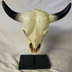 Western Cow Bull Steer Skull with Horns white Desktop Tabletop home Decor rare