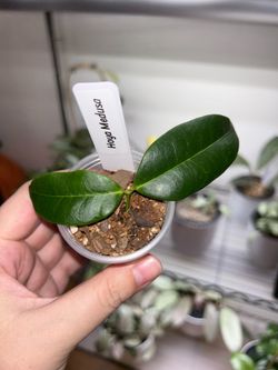 Hoya Medusa