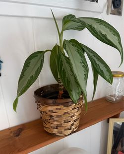 Philippine evergreen plant in pot