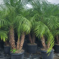 Spectacular Robollinis Palms About 6 Feet Tall Measurements Over The Pot!! Fertilized 