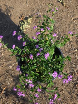 Lantana Purple
