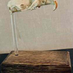 Natural Rat Skull-Mounted And Prepared By A Taxidermist 