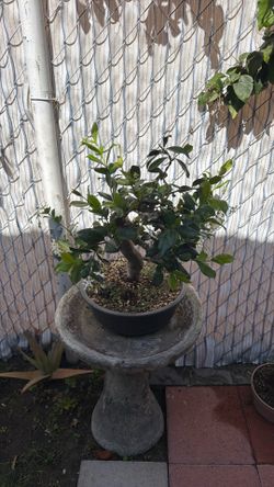 Star Flower Bonsai Plant – Healthy & Beautiful outdoor plant