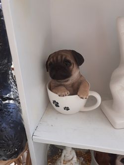 Cute little pug in a teacup