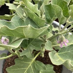 Eggplant Plant Big 