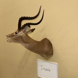 Impala Taxidermy Mount w/ Mouth Open 