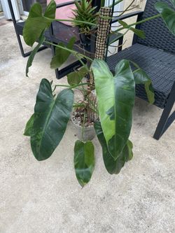 Philodendron Jose Buono
