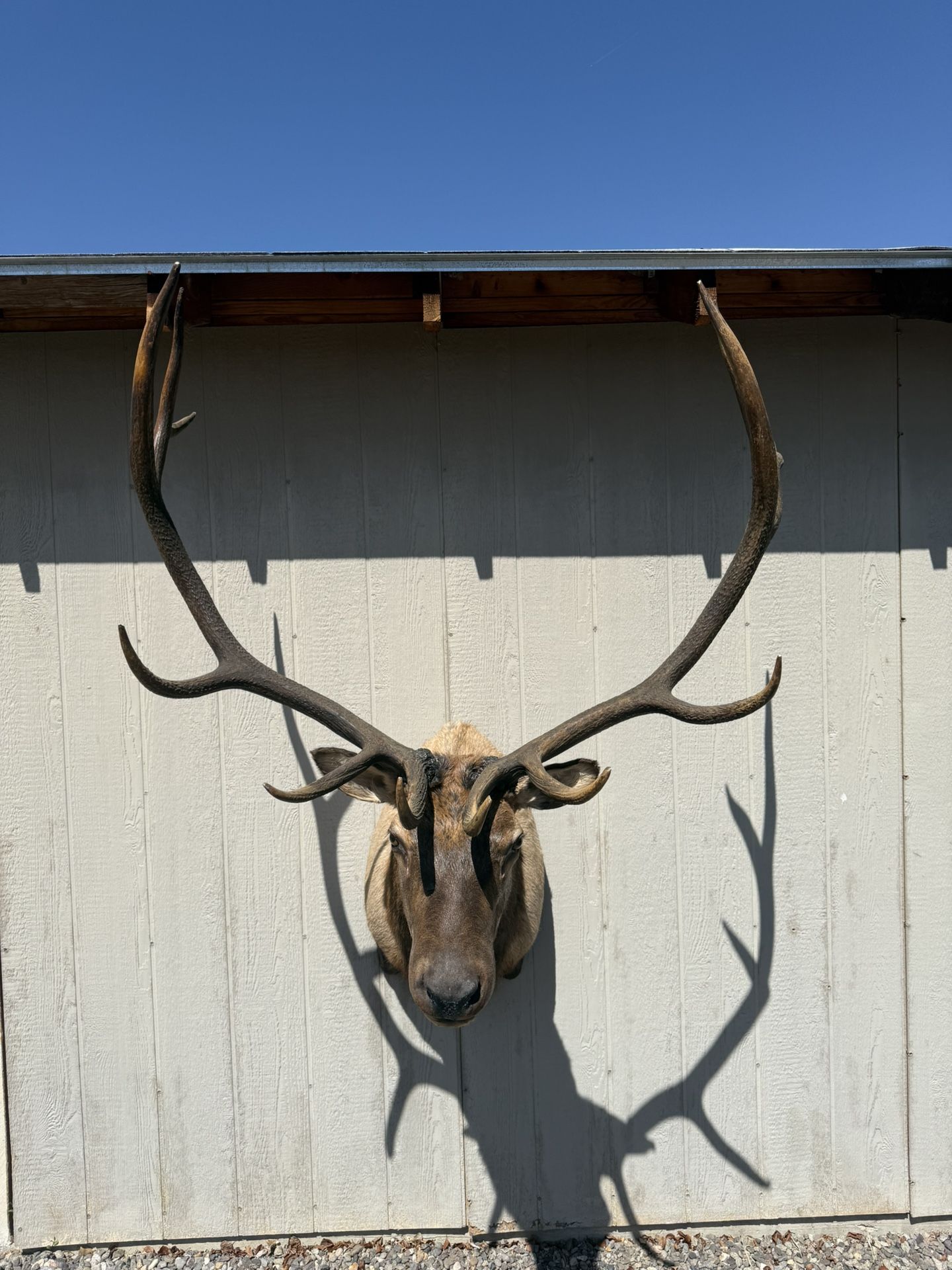 Bull Elk Mounts