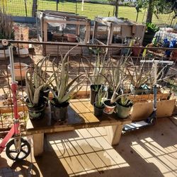 Aloe Vera Plants For Sale