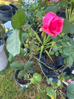 Rose plant