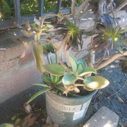 Planta Mil Madres Mother Of Thousand