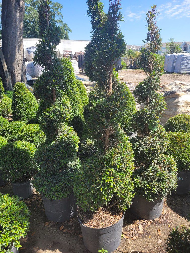 Topiaries Spiral 7 Gall