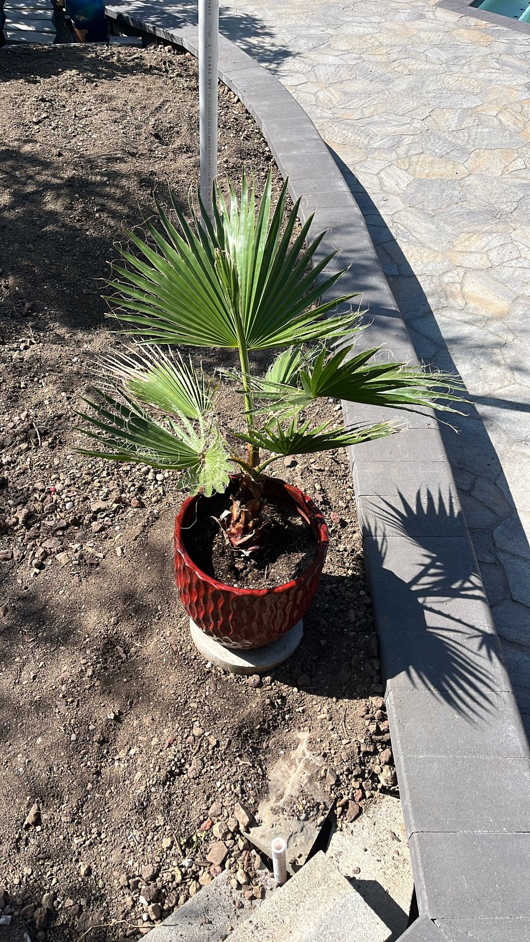 Palm Tree ( California Fan )