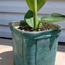 Yellow Canna Lily Plant 