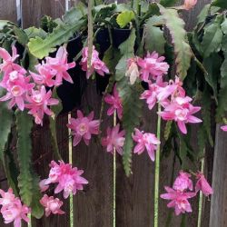 Orchid Cactus Starter Of That Plant