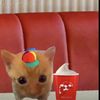 KFC Kitten