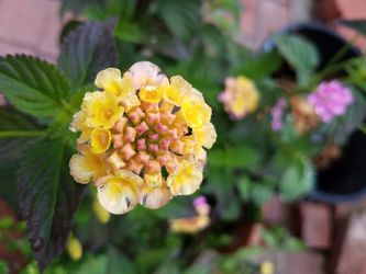 Latana clusters of flowers in 1 gallon pot