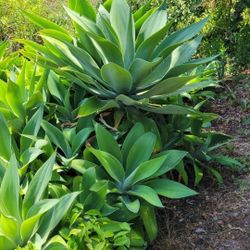 Cactus Succulents Foxtail Aloe Plants STARTING AT $10