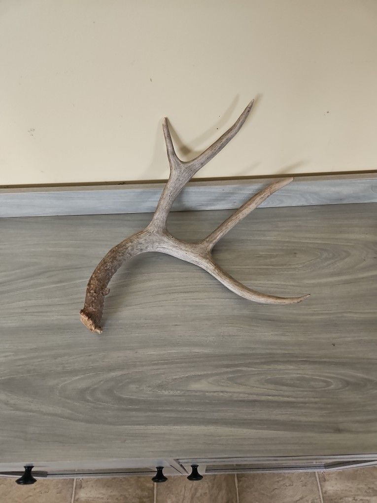 Deer Antler