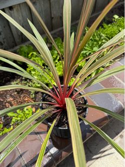 🌿💖 RARE! Cordyline ‘Pink Passion’ – 1 Gallon Pot 💖🌿ready to transplant!!