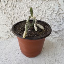 3 Inch Pot Succulent Plant - Rare Crassula Muscosa Variegated - Watch Chain Variegata - Rooted & Established - Drought Resistant 🪴 