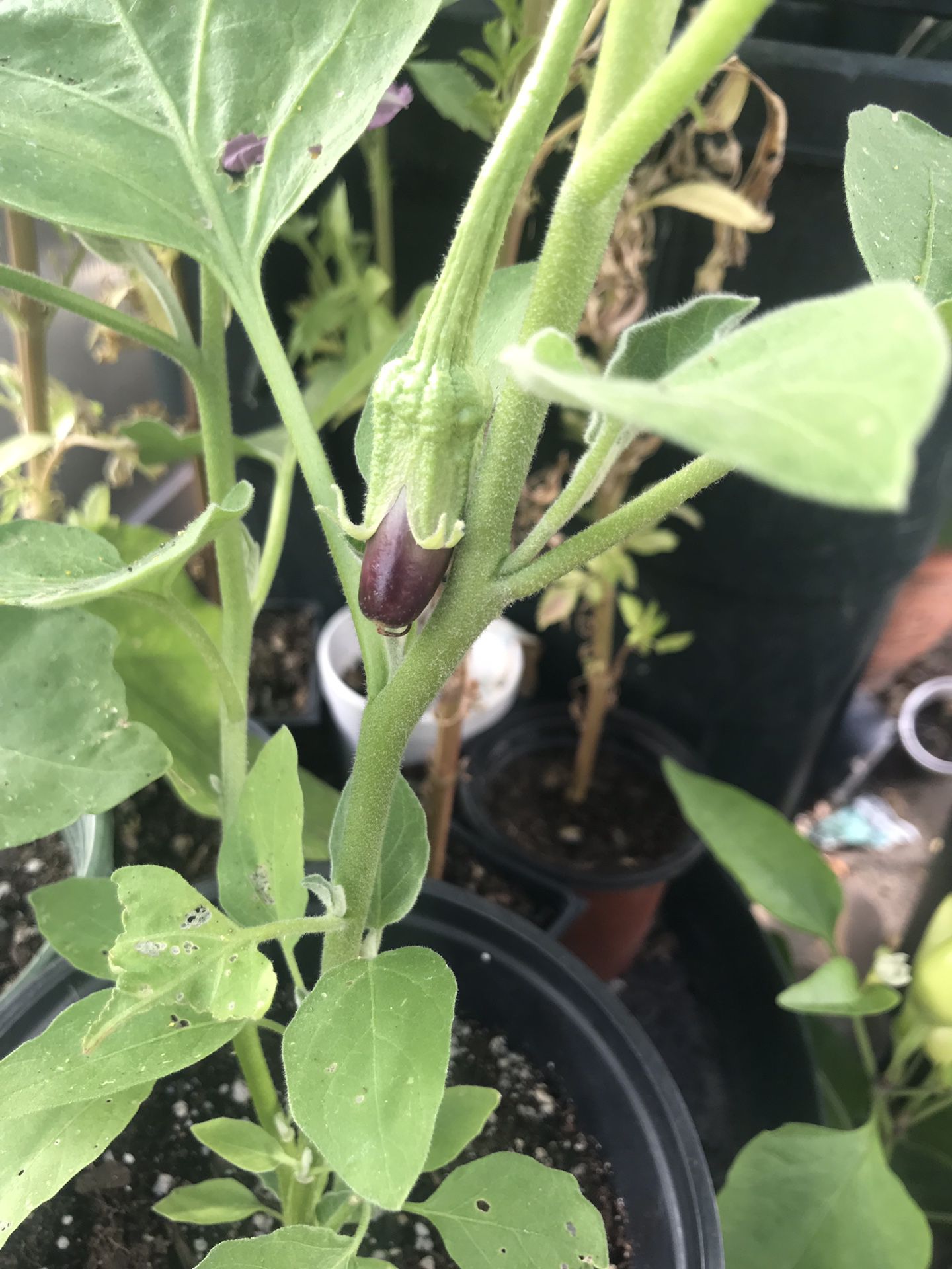 Organic eggplant plants with veggies in a big pot and small pot