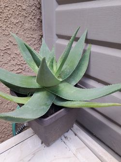 Outdoor Plant