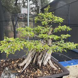 50 Year Old Campeche Log Wood Bonsai Tree for Sale in Whittier, CA - OfferUp