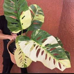 Monstera Lechleriana 
