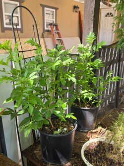 Yellow bell plants
