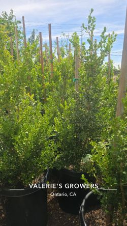 Boxwood