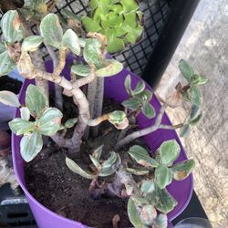 Succulent 